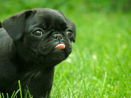 Black pug puppy