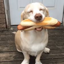 Dog Eating Hot Dog
