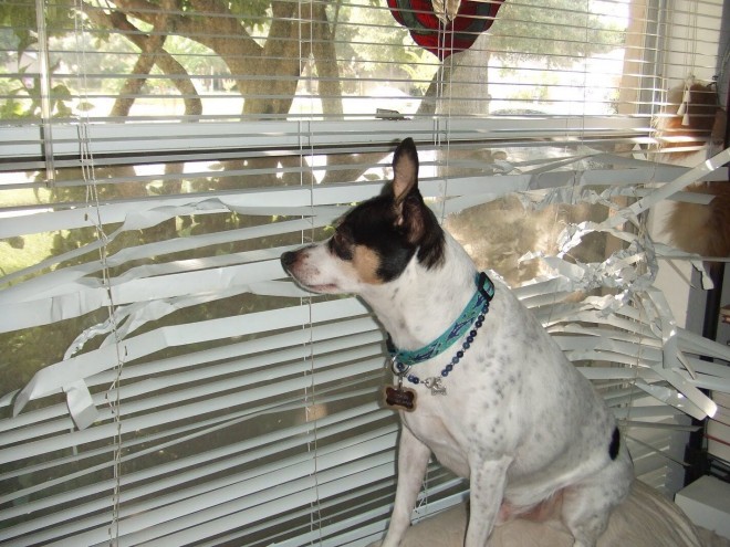 Dog Blinds Separation Anxiety